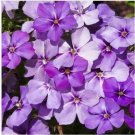 Neysastore Phlox- Blue Beauty-(Drummondii Nana Compacta)- 100 Seeds