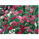 Neysastore Phlox- Mix Colors- 200 seeds