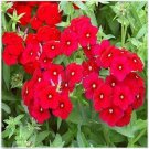 Neysastore Phlox- Red (Scarlet)- 200 seeds