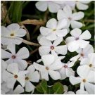 Neysastore Phlox- Mountain- (Linanthus Grandiflorus)- 200 Seeds
