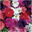 Neysastore Petunia- Hybrid Mix- 100 Seeds