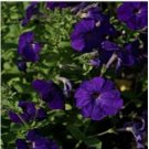 Neysastore Petunia- Alderman's- 100 Seeds