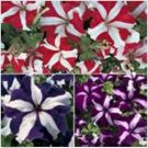 Neysastore Petunia- Star Mix- 100 Seeds