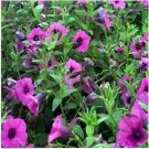 Neysastore Petunia- Wild Violacea- 100 Seeds