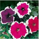Neysastore Petunia- Picotee Mix- 100 Seeds