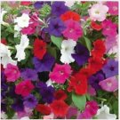 Neysastore Petunia- Dwarf Bedding Mix- 100 Seeds
