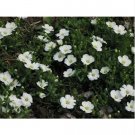 Neysastore Arenaria Montana- 50 Seeds
