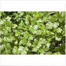 Neysastore Arugula (Eruca Sativa)- 100 seeds