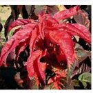 Neysastore Amaranthus- Molten Fire- 100 Seeds