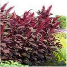 Neysastore Amaranthus Cruentus (Red Spike)- 100 Seeds