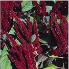 Neysastore Amaranthus Hypochondriacus Pygmy Torch- 100 Seeds