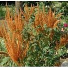 Neysastore Amaranthus Cruentus (Hot Biscuits- 50 Seeds