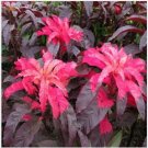 Neysastore Amaranthus - Early Splendor- 100 Seeds