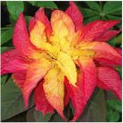 Neysastore Amaranthus - Illumination- 100 Seeds