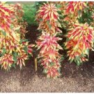 Neysastore Amaranthus - Tri-color- Perfecta- 100 Seeds