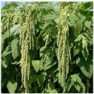 Neysastore Amaranthus Caudatus Green tails- 100 Seeds