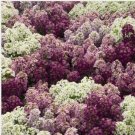 Neysastore Alyssum (Lobularia Maritima) Wonderland Mulberry Mix- 50 seeds