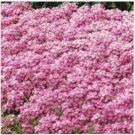 Neysastore Alyssum (Lobularia Maritima Easter Bonnet Deep Pink- 50 seeds