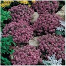 Neysastore Alyssum (Lobularia Maritima Rosie O'Day)- 200 seeds