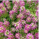 Neysastore Alyssum (Lobularia Maritima Violet Queen)- 200 seeds
