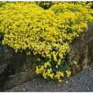 Neysastore Alyssum- Basket of Gold- 100 seeds