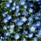 Neysastore Baby Blue Eyes (Nemophila Menziesii)- 200 Seeds
