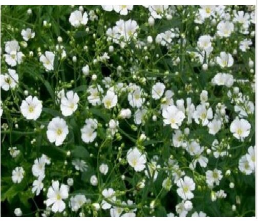 Neysastore Baby's Breath- (Gyposophila Elegans)- white- 500 Seeds