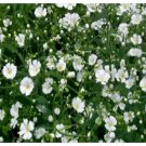 Neysastore Baby's Breath- (Gyposophila Elegans)- white- 500 Seeds