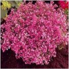 Neysastore Baby's Breath- (Gyposophila Elegans)- Red- 100 Seeds