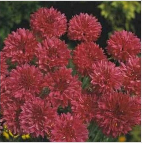 Neysastore Bachelor Button- Centaurea Cyanus Red-200 Seeds