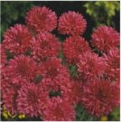 Neysastore Bachelor Button- Centaurea Cyanus Red-200 Seeds