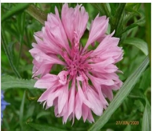 Neysastore Bachelor Button- Centaurea Cyanus Pink-200 Seeds
