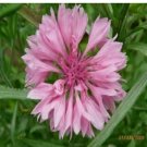 Neysastore Bachelor Button- Centaurea Cyanus Pink-200 Seeds