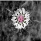 Neysastore Bachelor Button- Centaurea Cyanus -White- 200 Seeds