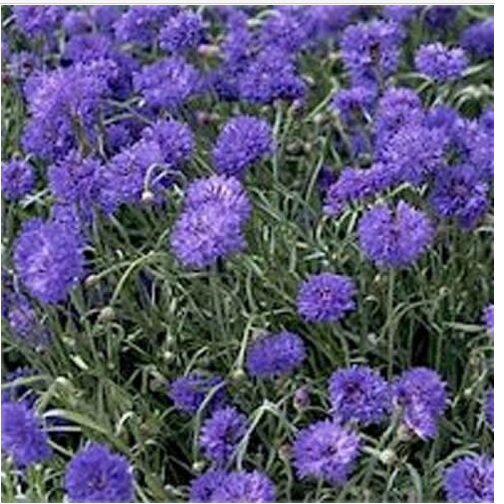 Neysastore Bachelor Button- Centaurea Cyanus -Blue- 200 Seeds