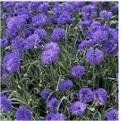 Neysastore Bachelor Button- Centaurea Cyanus -Blue- 200 Seeds