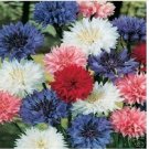 Neysastore Bachelor Button- Centaurea Cyanus -Mix- 200 Seeds