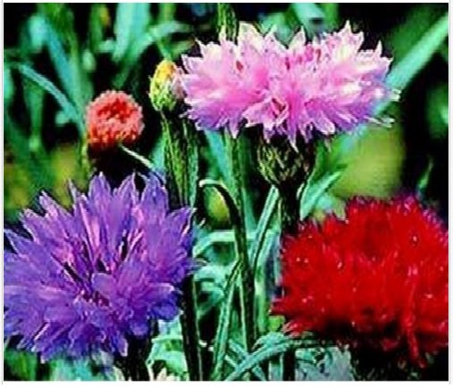 Neysastore Bachelor Button- Centaurea Cyanus -Tall Mix- 200 Seeds