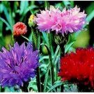 Neysastore Bachelor Button- Centaurea Cyanus -Tall Mix- 200 Seeds