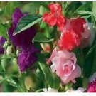 Neysastore Balsam- Camelia- (impatiens double) mix-50 seeds