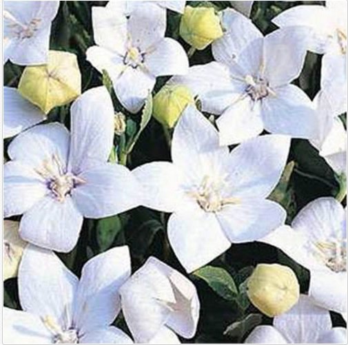 Neysastore Balloon flower- (Platycodon Grandiflorus) White- 25 Seeds