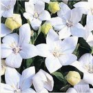 Neysastore Balloon flower- (Platycodon Grandiflorus) White- 25 Seeds