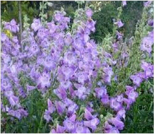 Neysastore Penstemon- Lavender- 50 Seeds