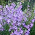 Neysastore Penstemon- Lavender- 50 Seeds