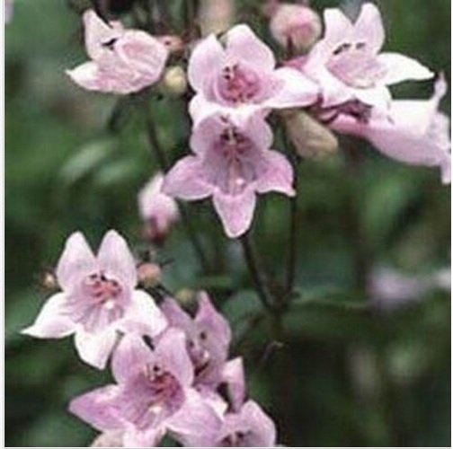 Neysastore Penstemon- Pink- 50 Seeds