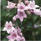 Neysastore Penstemon- Pink- 50 Seeds