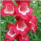 Neysastore Penstemon- Scarlet Queen- 50 Seeds