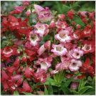 Neysastore Penstemon- Sensation Mix- 100 Seeds