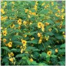 Neysastore Partridge Pea- (Cassia Fascuculata)- 50 Seeds