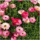 Neysastore Paper Daisy- Rose- 50 Seeds